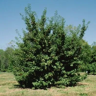 thumbnail for publication: Ilex pedunculosa Longstalk Holly